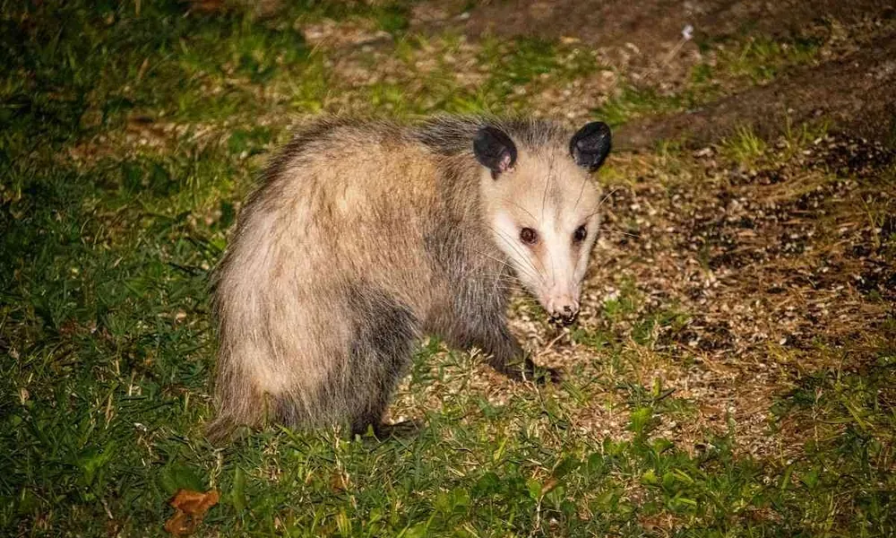 Possum walking across a lawn at night with its nose near the ground