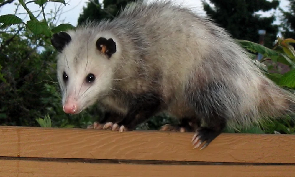 Possum walking along a wooden fence rail in daylight