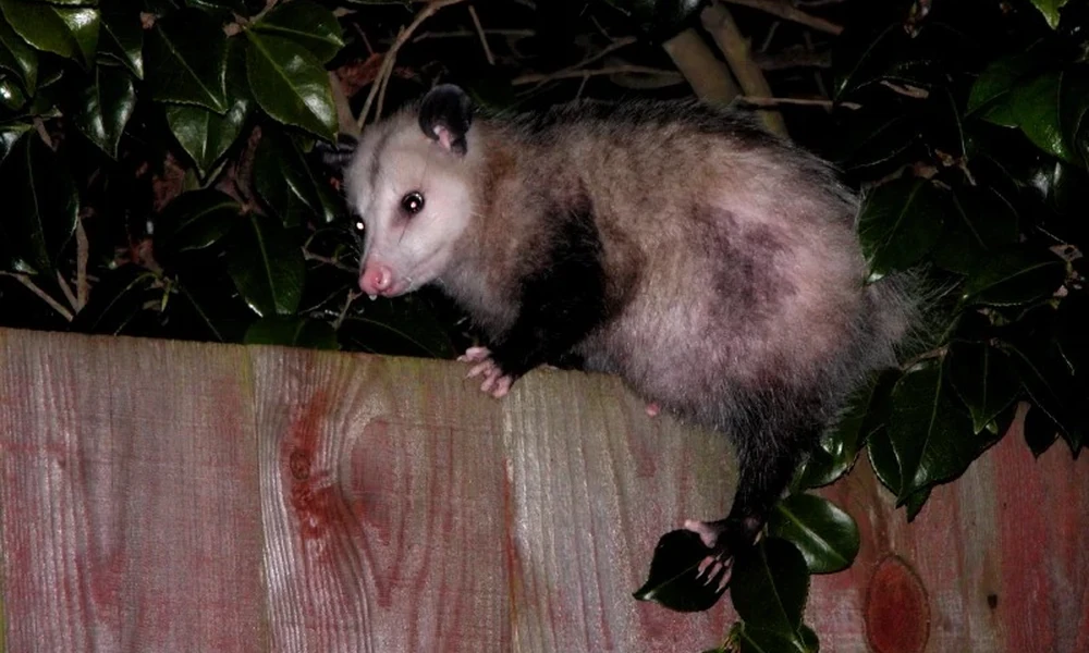 Possum on top of a wooden fence at night with green leaves behind it