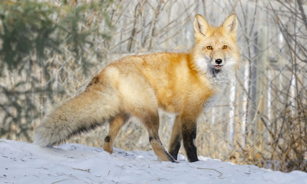 Red fox with orange fur and a bushy tail standing on snow and looking at the camera