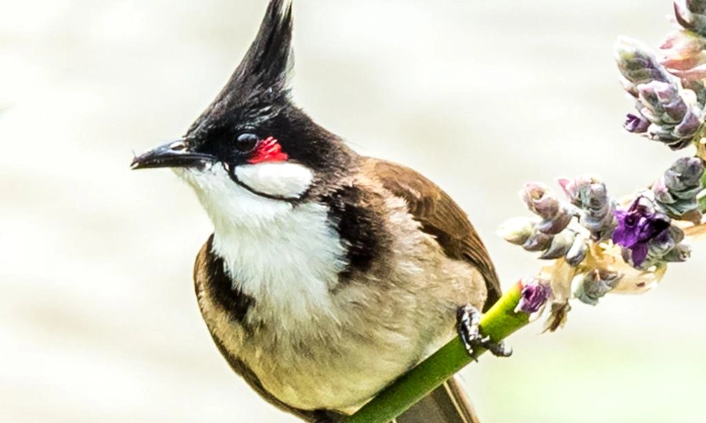 Red-whiskered bulbul perched on a flowering branch