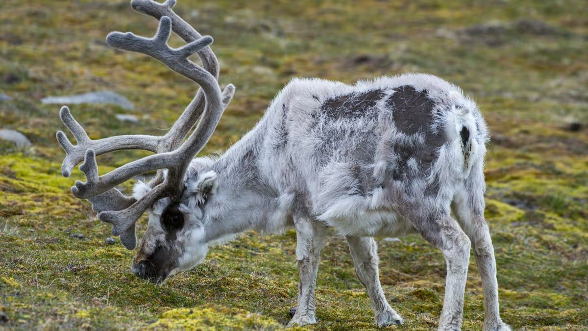 Norway’s Priority Species