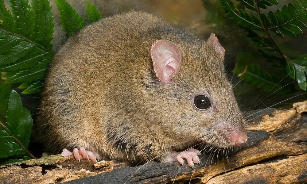 Australian bush rat exploring the forest floor.