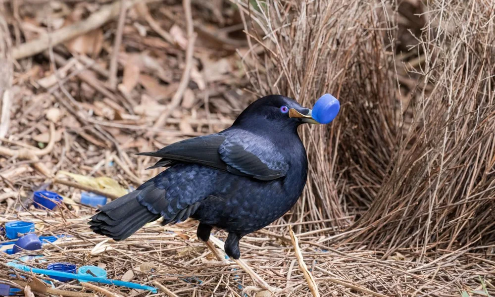 Bowerbird beside its decorated courtship bower.