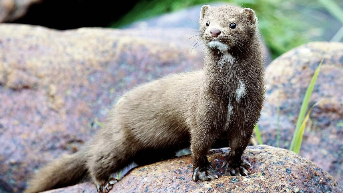american mink