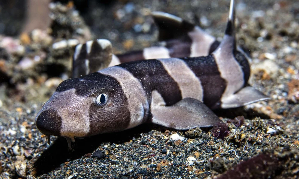 Bamboo shark resting on a tropical reef seabed.