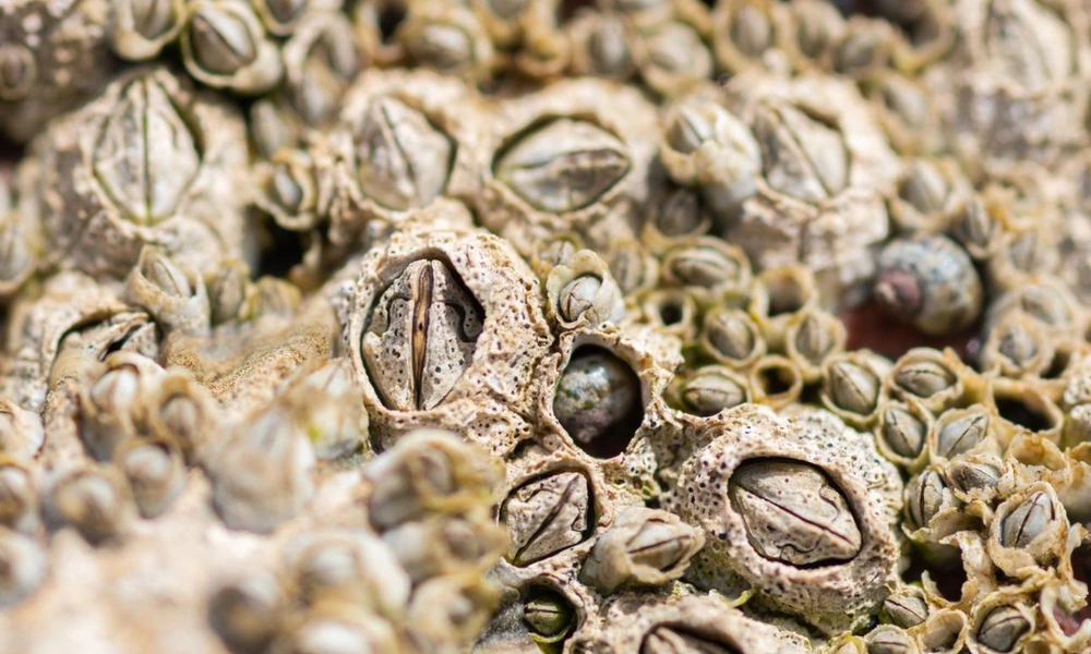 Barnacles attached to a wet coastal rock.