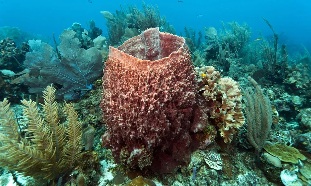 Large barrel sponge growing on a coral reef.
