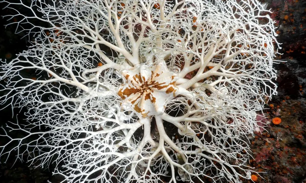 Basket star spreading branching arms underwater.