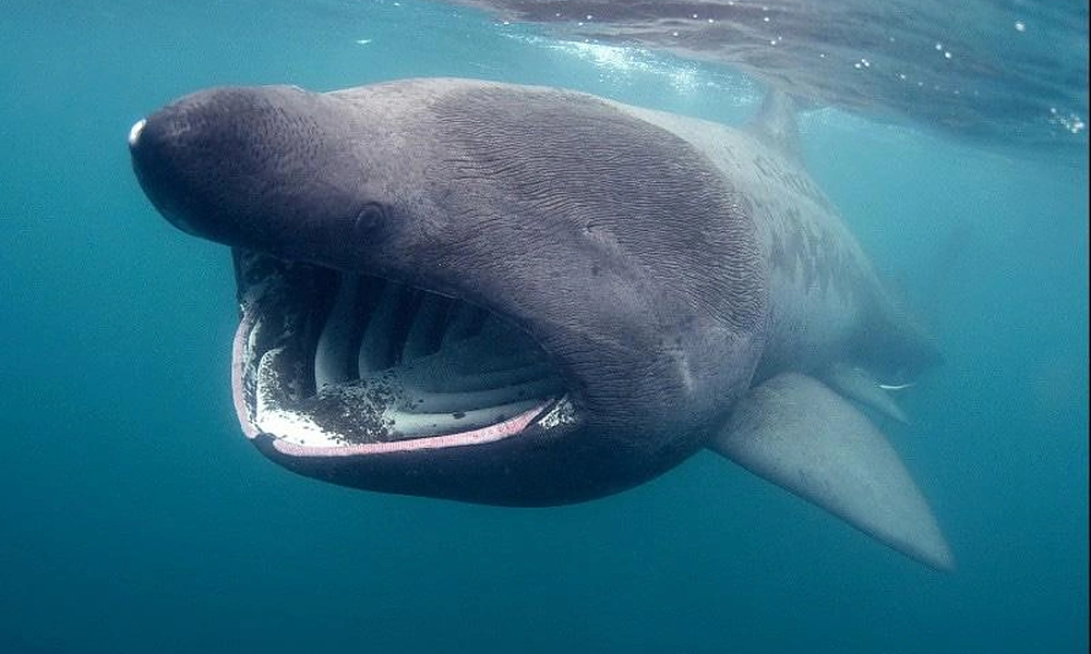 Basking shark filtering plankton near the surface.