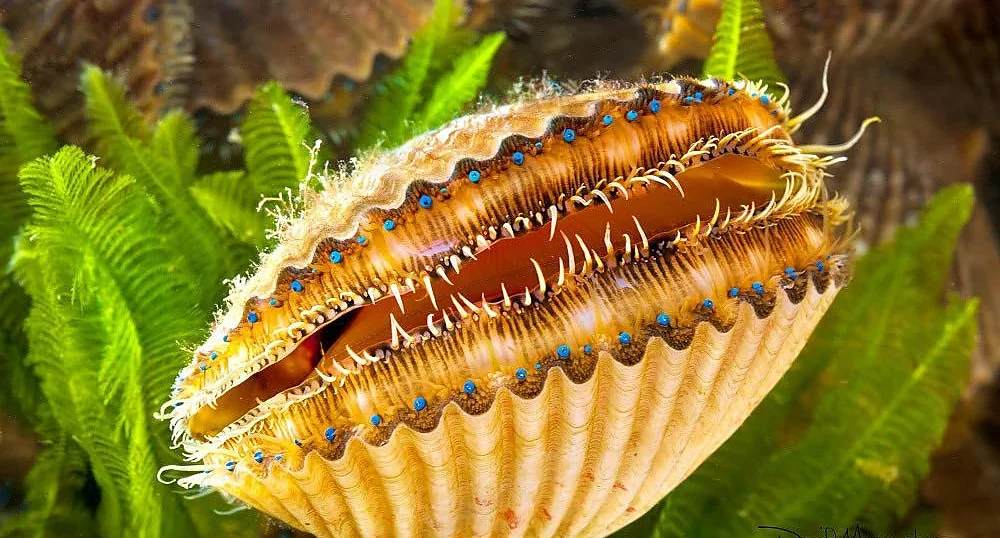 Bay scallop resting among underwater seagrass.