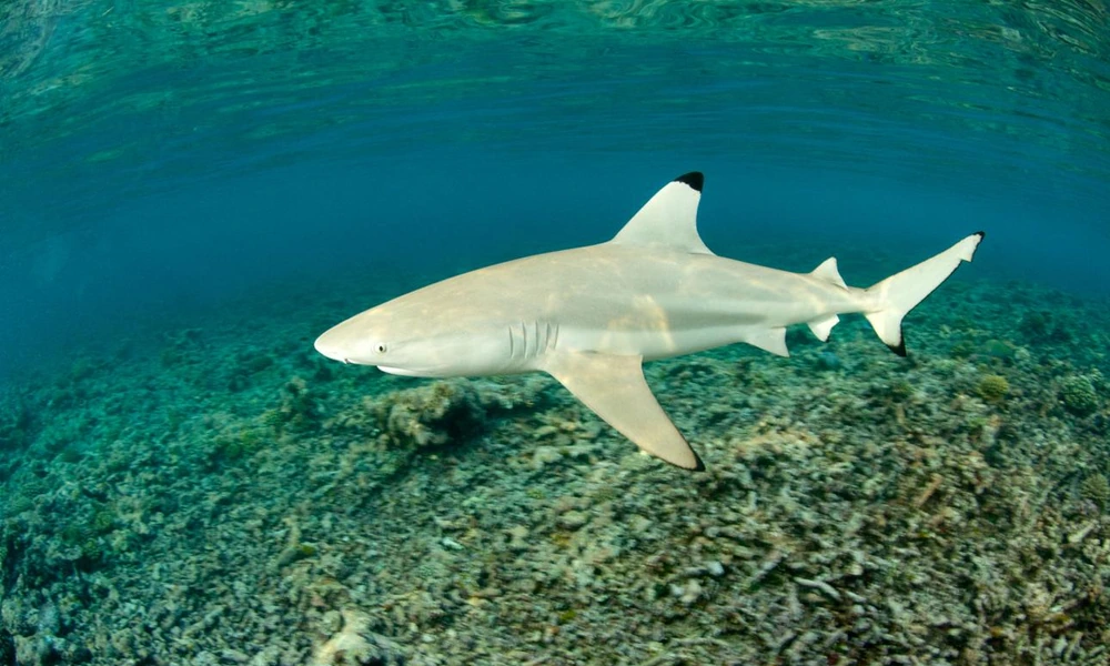 Blacktip reef shark swimming over tropical coral.