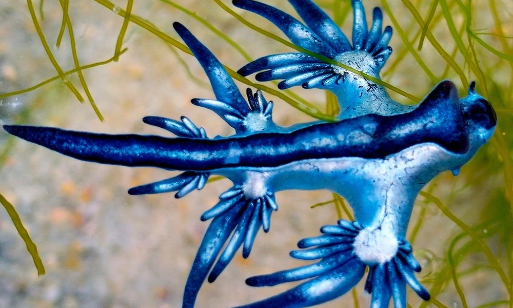 Blue dragon sea slug floating at the ocean surface.