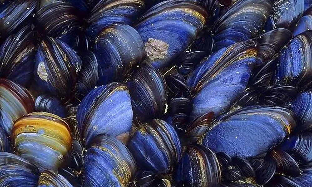 Blue mussels clustered on a rocky shore.