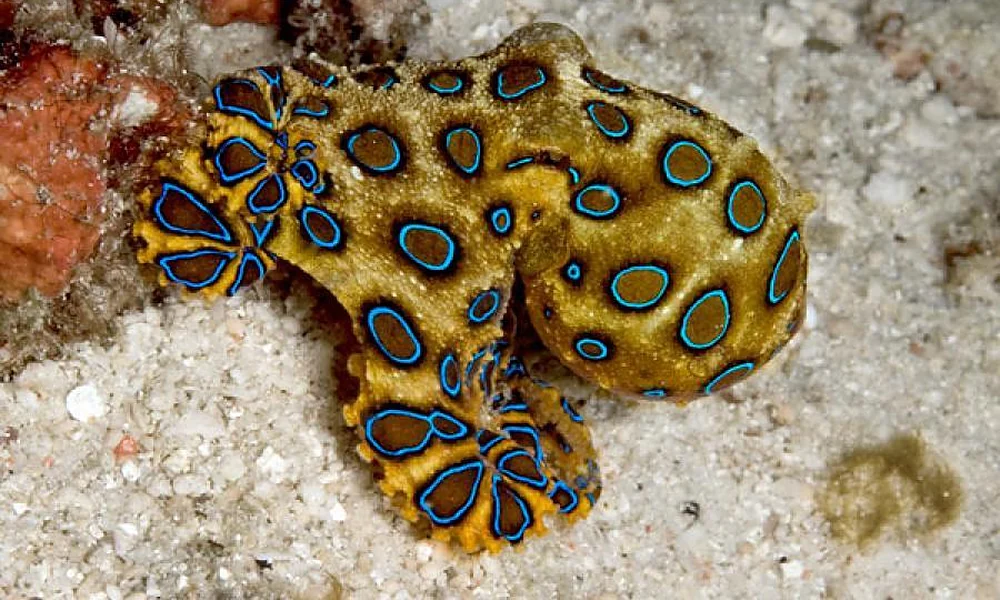 Blue-ringed octopus displaying bright blue markings.