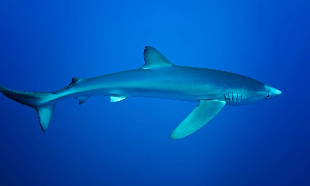 Blue shark swimming through deep blue ocean water.