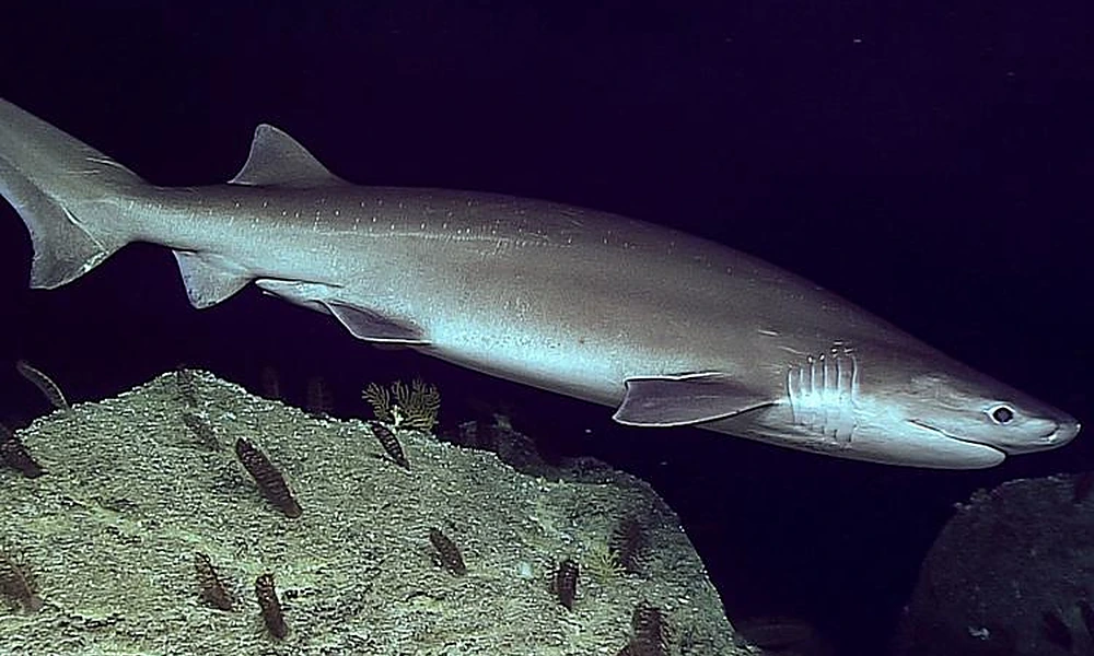 Bluntnose sixgill shark above a deep-sea seabed.