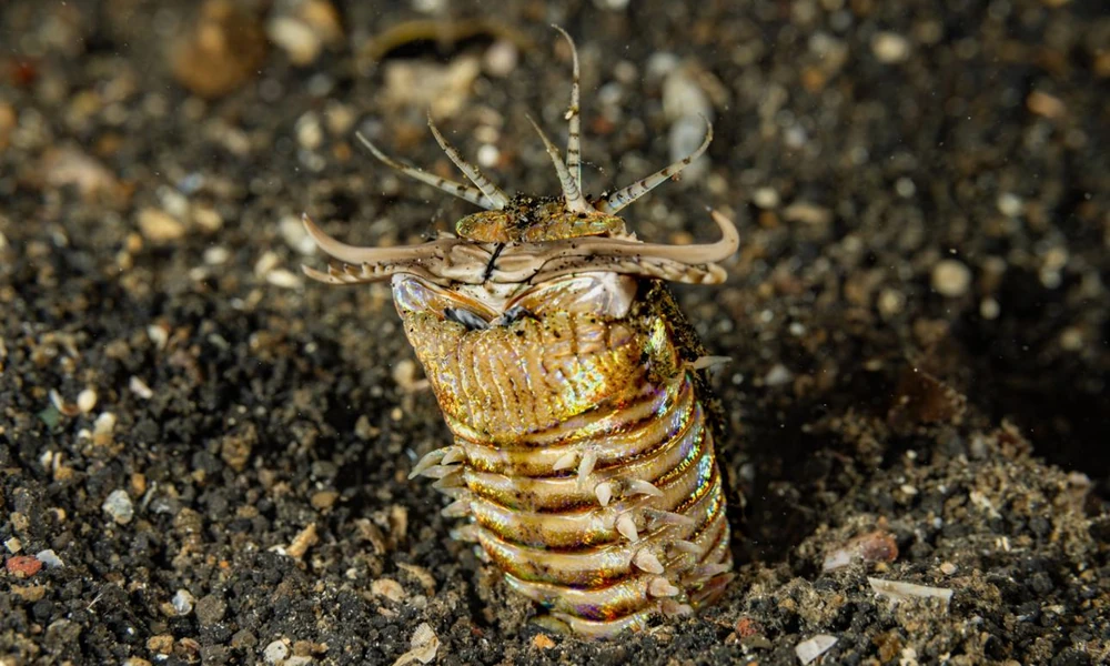 Bobbit worm emerging from a sandy seabed burrow.
