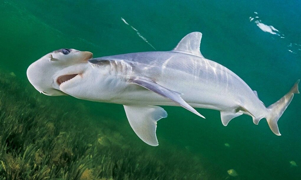Bonnethead shark swimming above seagrass.
