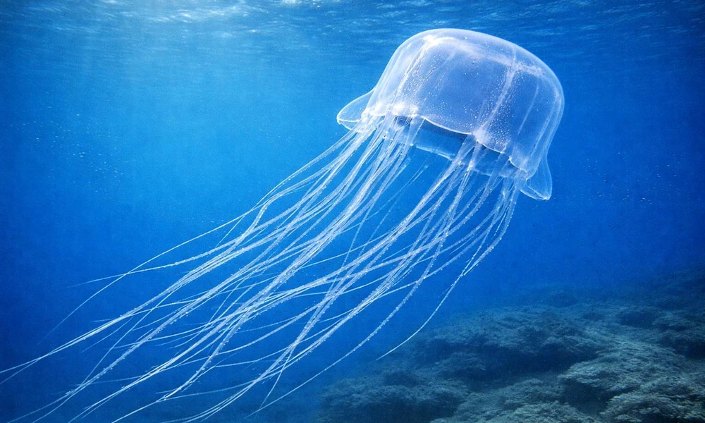 Transparent box jellyfish drifting in tropical water.