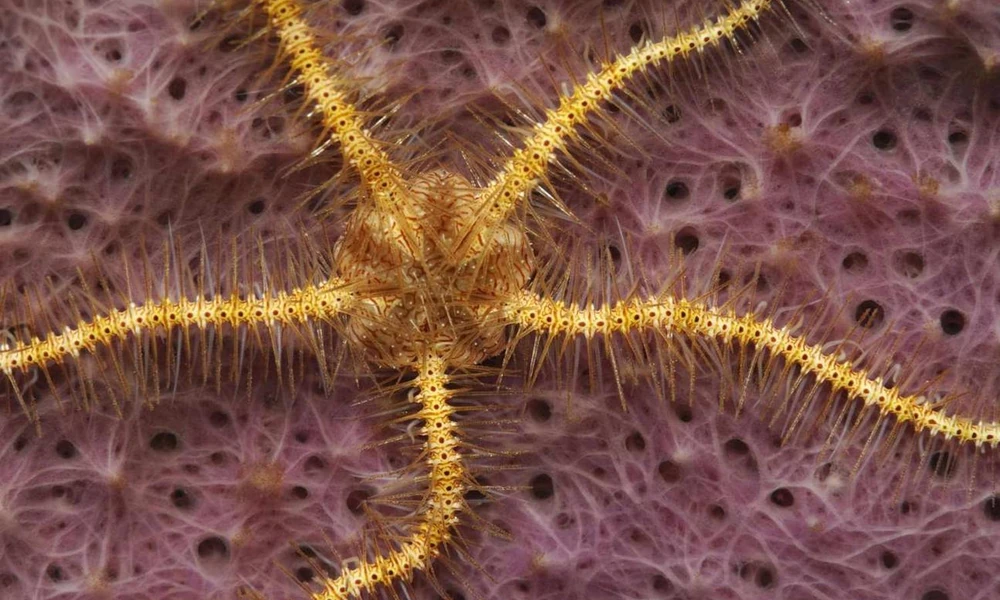 Brittle star with long slender arms on a reef.