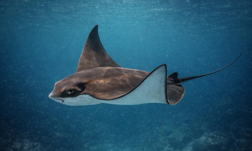 Bat ray gliding above a sandy seabed.