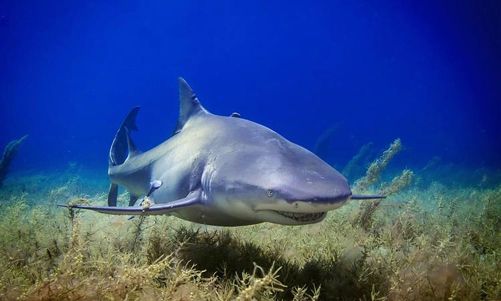 Bull shark swimming through coastal waters.
