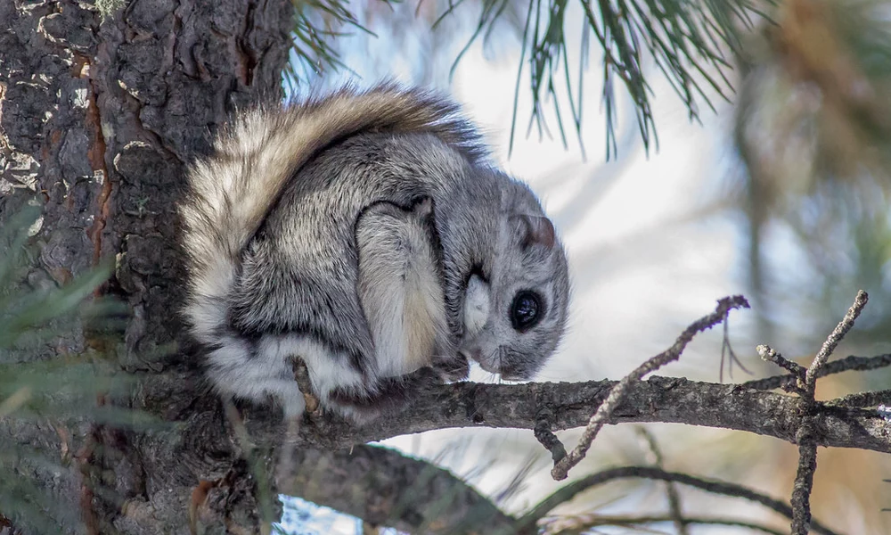 Siberian flying squirrel with gray fur and a fluffy tail curled on a pine branch