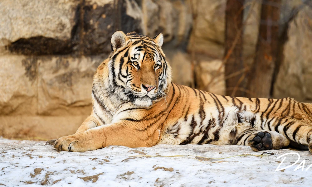 Siberian tiger with a thick striped coat lying on a snowy rock