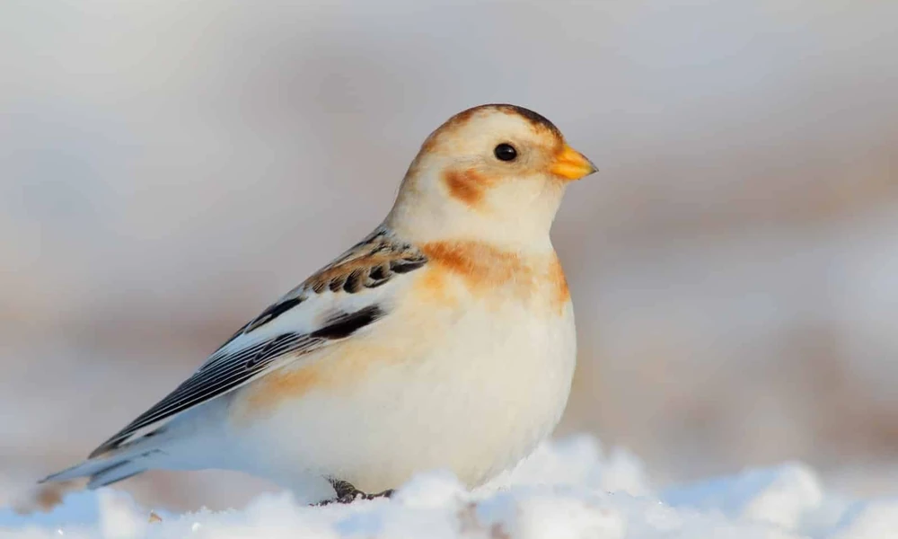 Snow bunting with white and rusty plumage and a yellow bill standing on snow