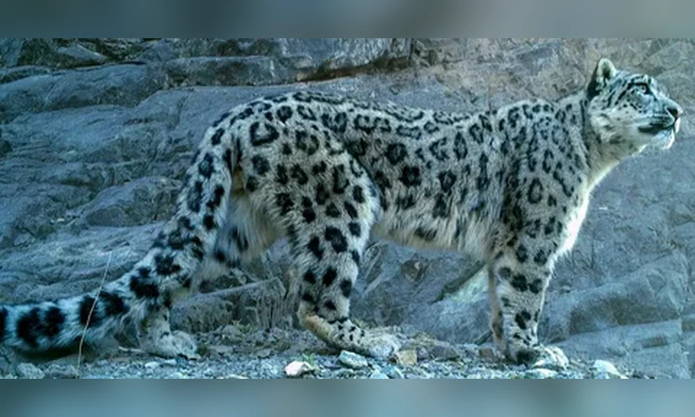Snow leopard standing in profile on rocky ground, with its long, thick tail curving behind it and its head turned to the right.