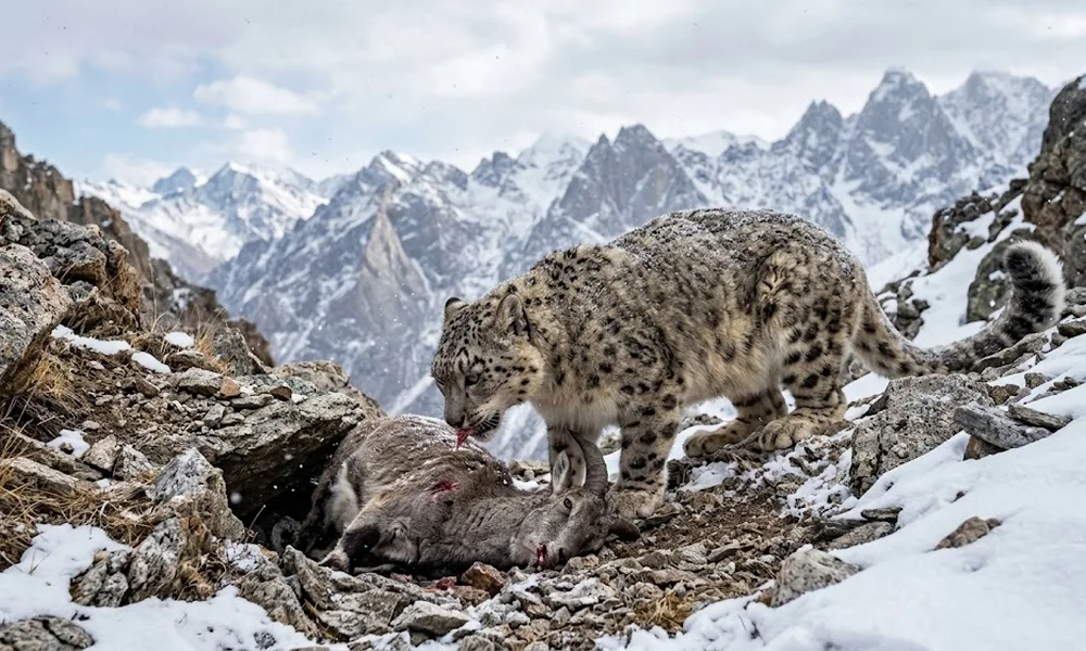 Snow leopard standing over a dead mountain ungulate on a rocky, snowy slope, with jagged snow-covered mountains and a cloudy sky behind it.