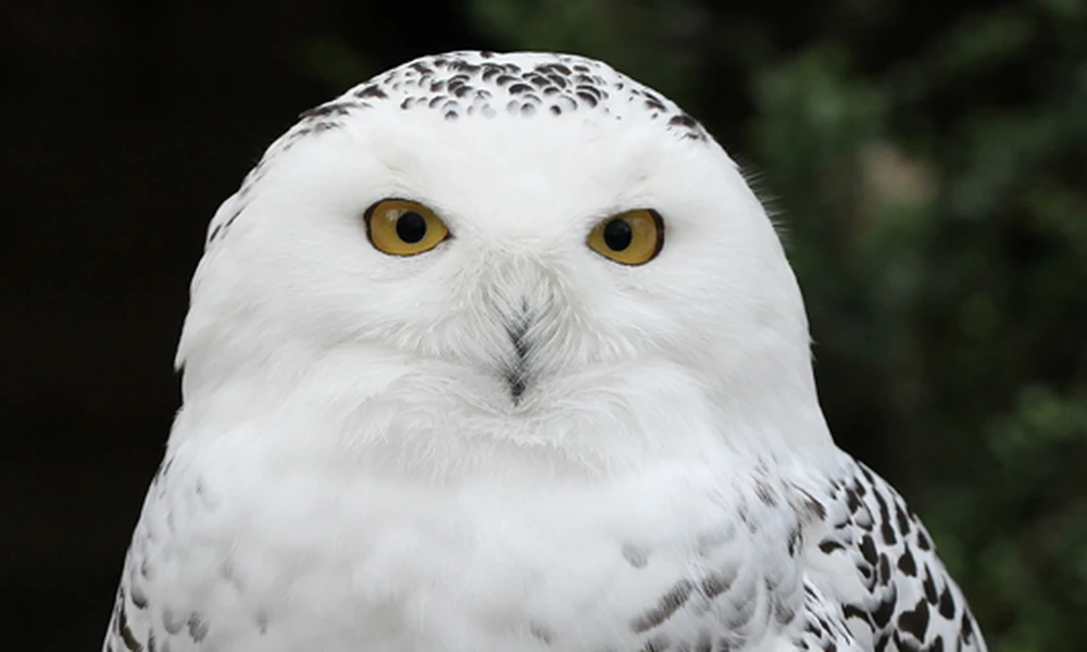 Snowy owl with white feathers, dark barring and yellow eyes