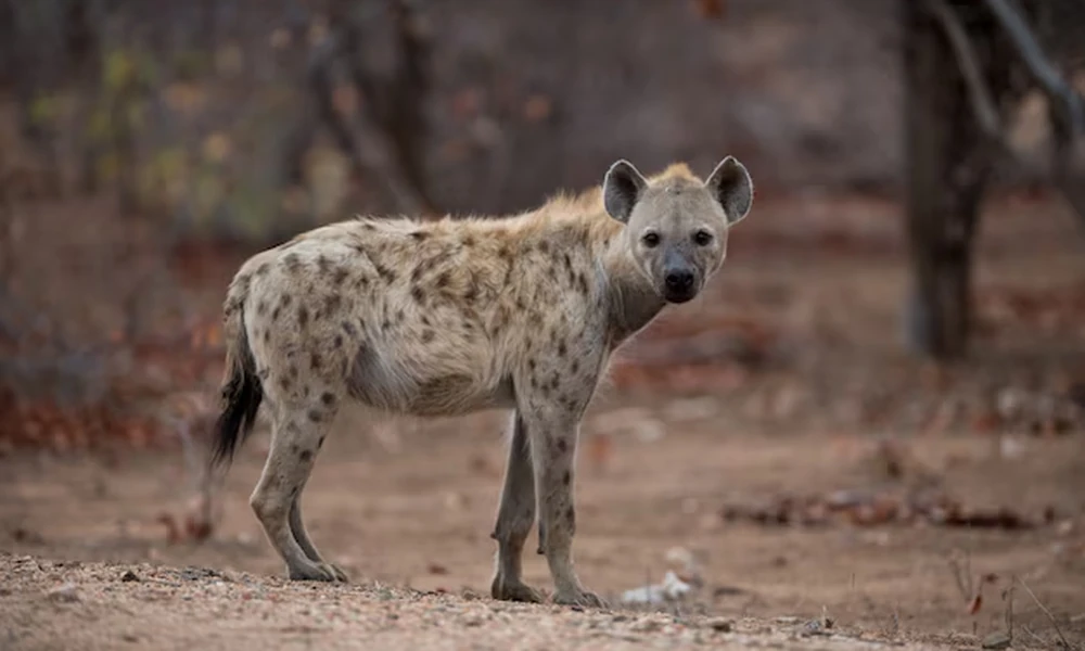 Aardwolf standing on dry soil and looking toward the camera, with bare trees behind it