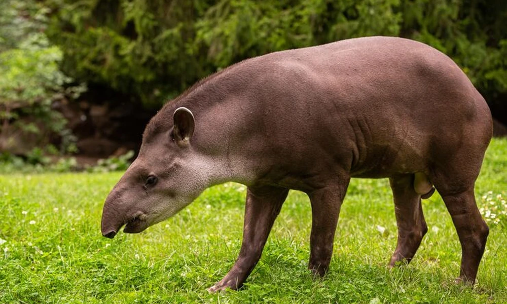 Aardvark walking across a grassy field with its snout lowered to the ground