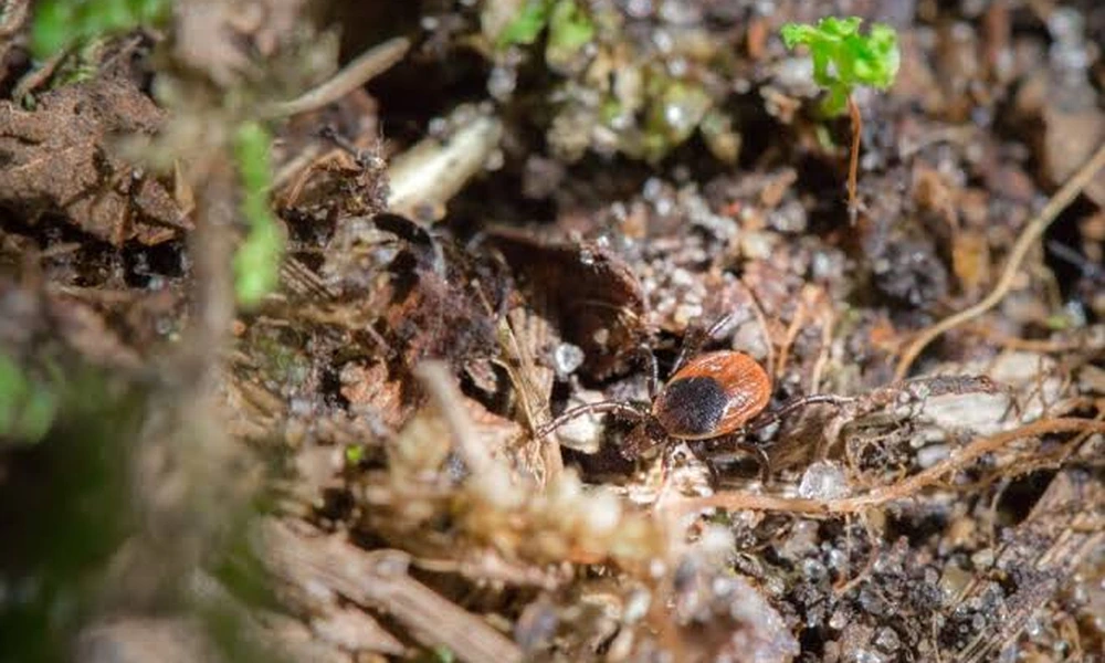 Close-up of a brown tick attached to animal fur, showing how ticks feed on host animals.