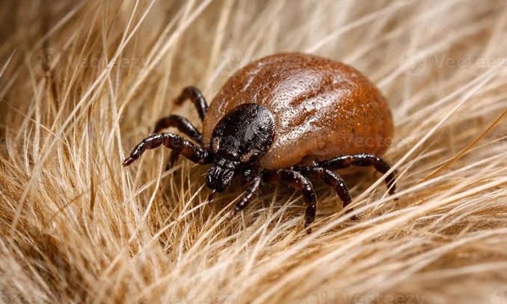 Close-up of a tick on forest soil and leaf litter, where ticks seek hosts and find shelter.