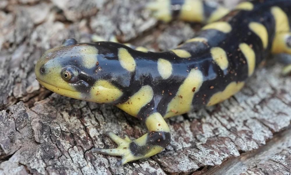 Barred tiger salamander with yellow stripes.