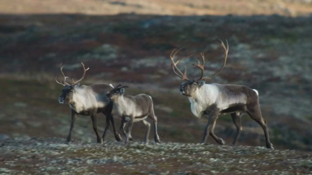 Reading a Norwegian Wildlife Board Meeting Minutes