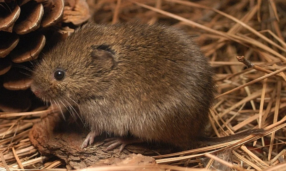 Vole with brown fur sitting among pine needles beside a pine cone