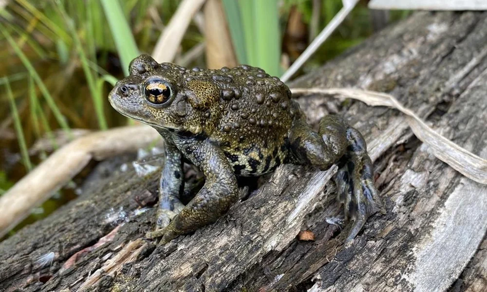 Boreal toad walking through a mountain meadow.