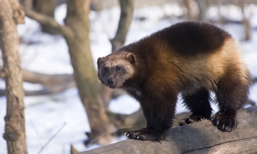 Wolverine with dark brown fur and a pale side stripe standing on a log in a snowy forest