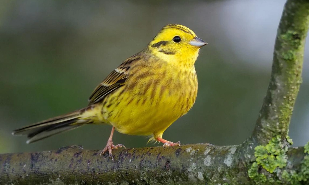 Yellowhammer bunting perched on a hedgerow branch.
