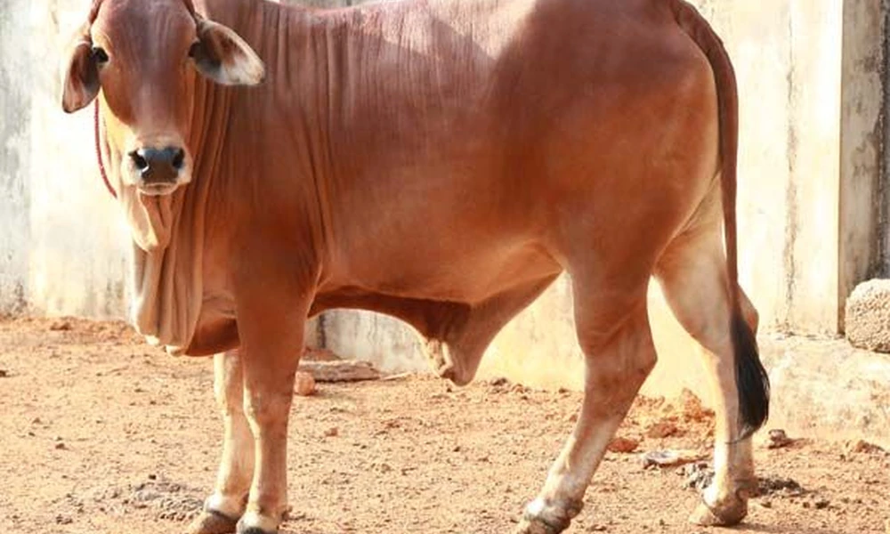 Reddish-brown Sahiwal cow with loose skin standing on bare ground beside a wall