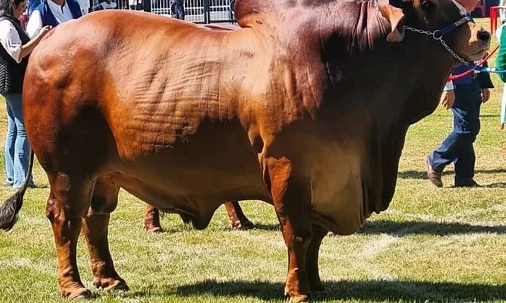 Red-brown Red Sindhi bull standing on a lawn at a livestock show with people behind it