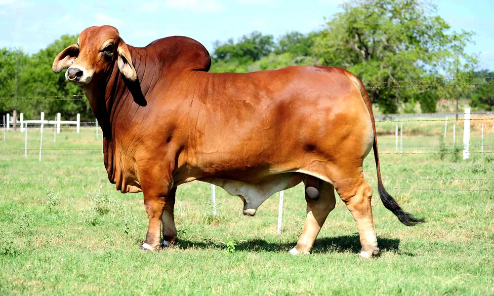 Red Brahman bull with a large hump standing in a green paddock with a white fence