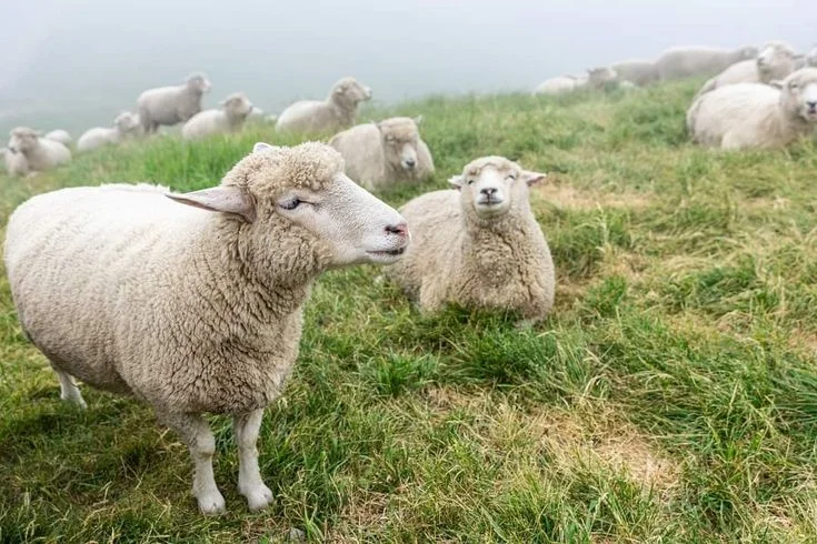 Radiobjelle sheep collar changes and what happens next