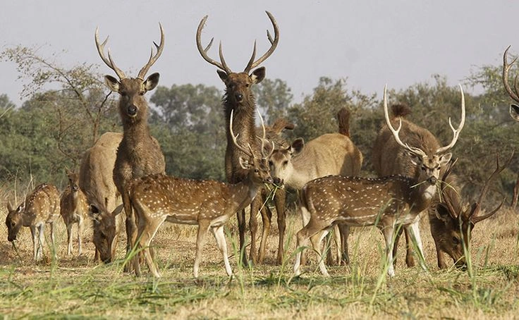 35 Deer Species Around the World: Identification, Habitat & Facts