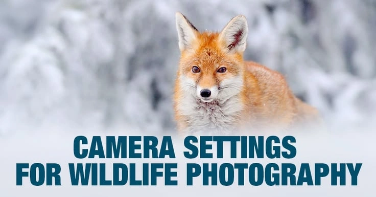 Wildlife Photography Guide: Camera Settings, Gear & Pro Tips for Beginners