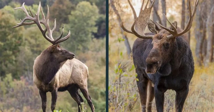 Moose vs Elk: 15 Key Differences in Size, Habitat, Antlers & Behavior (2026 Guide)